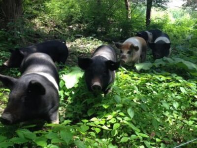 Buying a Pork Share Image